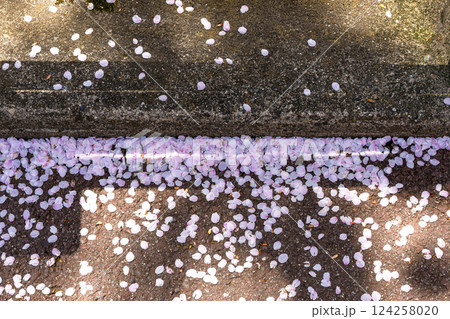 200427中橋桜z097 200427中橋桜z097 124258020