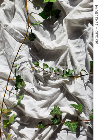 Ivy branches on crumpled white fabric in natural light create a serene and tranquil setting Ivy branches on crumpled white fabric in natural light create a serene and tranquil setting 124258044