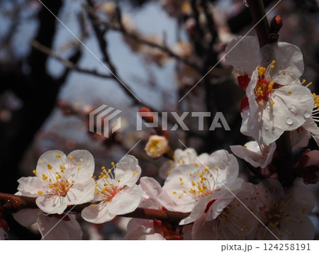 雨露が残る梅の花 124258191