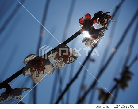 白い梅の花のクローズアップ写真 124258306