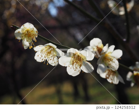 白い梅の花のクローズアップ写真 白い梅の花のクローズアップ写真 124258312