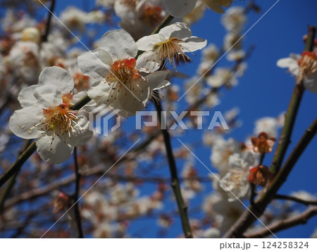 白い梅の花のクローズアップ写真 白い梅の花のクローズアップ写真 124258324
