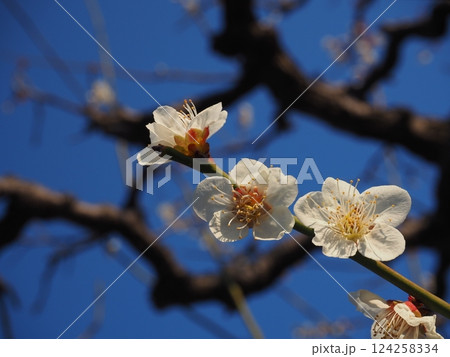 白い梅の花のクローズアップ写真 白い梅の花のクローズアップ写真 124258334