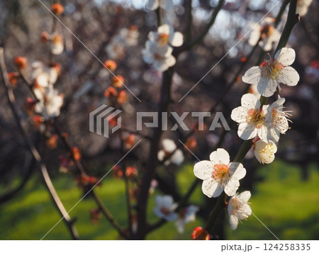 白い梅の花のクローズアップ写真 124258335