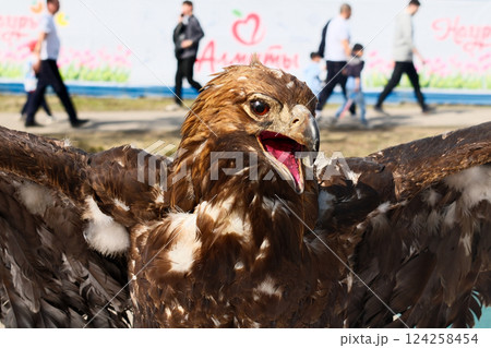 Close-up of a stuffed brown eagle with its wings outstretched and beak open 124258454