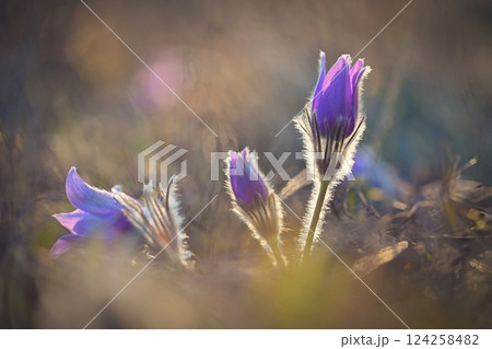 Spring background with flower. Beautiful nature at sunset in spring time. Pasque flower (Pulsatilla grandis) 124258482