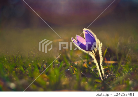 Spring and springtime flower in the rain. Blooming beautiful flowers on a meadow in nature. Pasque flower and sun with a natural colored background. (Pulsatilla grandis) Spring and springtime flower in the rain. Blooming beautiful flowers on a meadow in nature. Pasque flower and sun with a natural colored background. (Pulsatilla grandis) 124258491