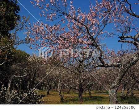 山田池公園の梅園 124258500