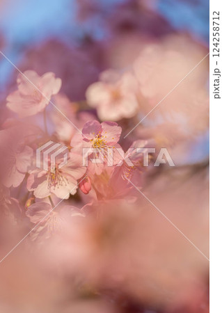 淀水路の桜 淀水路の桜 124258712