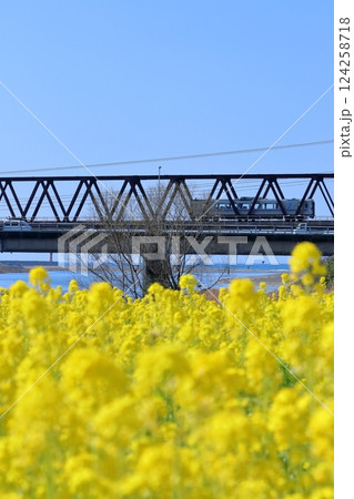 菜の花畑とごめん・なはり線の鉄橋　（高知県　田野町　二十三士公園） 124258718