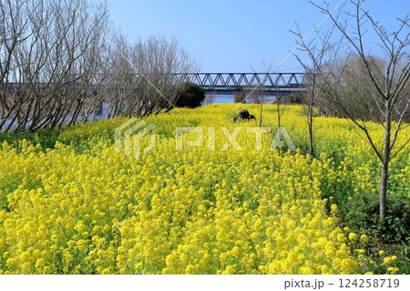 二十三士公園の菜の花畑　（高知県　田野町） 124258719