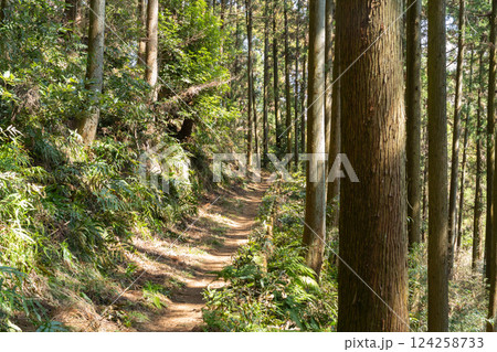 飯山白山森林公園の登山道 飯山白山森林公園の登山道 124258733