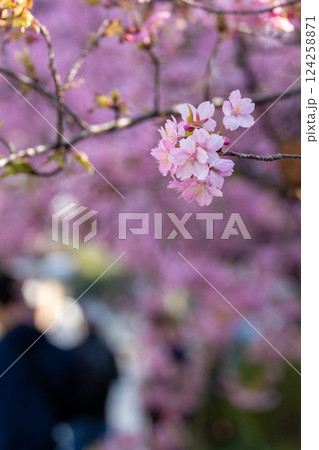 淀水路の桜 淀水路の桜 124258871