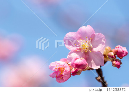 淀水路の桜 124258872