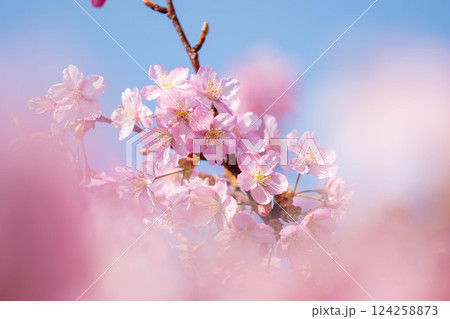 淀水路の桜 124258873