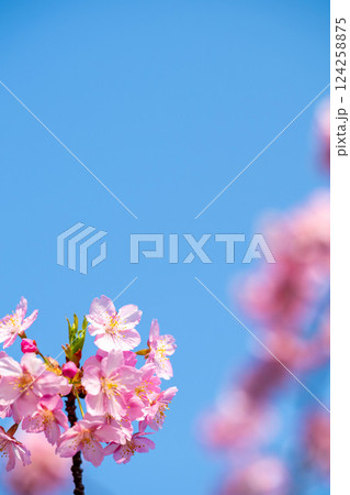 淀水路の桜 124258875