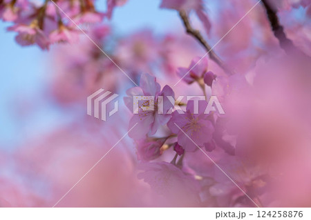 淀水路の桜 124258876