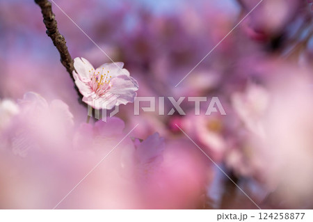 淀水路の桜 淀水路の桜 124258877