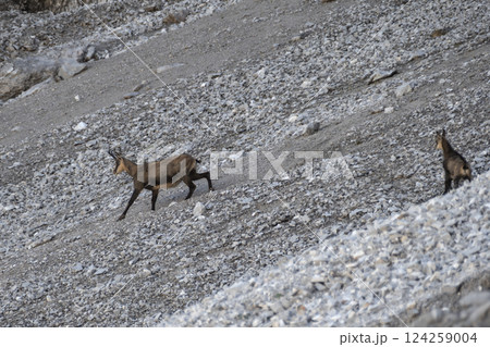 Herd of Chamois at Karwendel Hohenweg, Austria 124259004