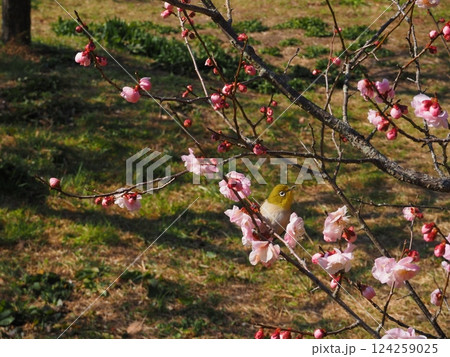 桃色の梅の花のクローズアップ写真 桃色の梅の花のクローズアップ写真 124259025