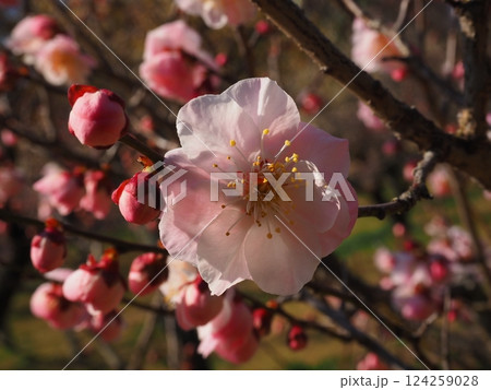 桃色の梅の花のクローズアップ写真 124259028