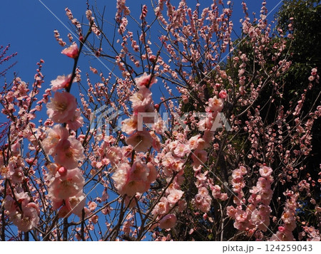 桃色の梅の花のクローズアップ写真 124259043