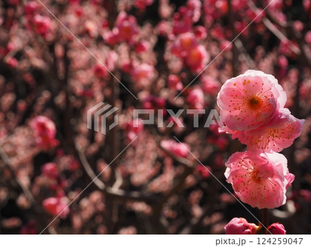 桃色の梅の花のクローズアップ写真 桃色の梅の花のクローズアップ写真 124259047