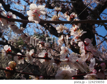 桃色の梅の花のクローズアップ写真 桃色の梅の花のクローズアップ写真 124259050