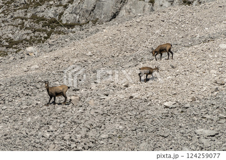 Herd of Chamois at Karwendel Hohenweg, Austria Herd of Chamois at Karwendel Hohenweg, Austria 124259077