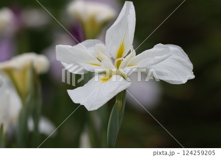 花ショウブの日本的な情緒のある花姿－弐 124259205