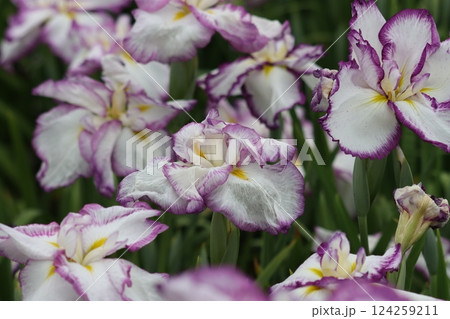 花ショウブの日本的な情緒のある花姿ー七 花ショウブの日本的な情緒のある花姿ー七 124259211
