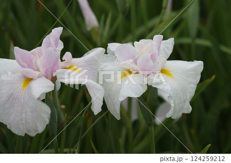 花ショウブの日本的な情緒のある花姿ー八 花ショウブの日本的な情緒のある花姿ー八 124259212