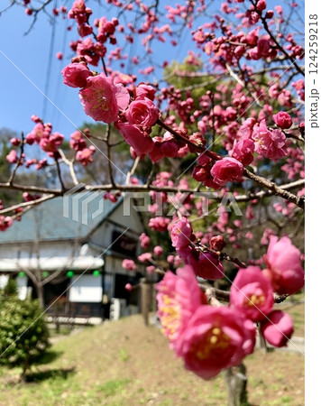 青空に映える満開の紅梅越しに見えるお休み処「桜茶屋」〈岡崎城公園/愛知県岡崎市〉 青空に映える満開の紅梅越しに見えるお休み処「桜茶屋」〈岡崎城公園/愛知県岡崎市〉 124259218