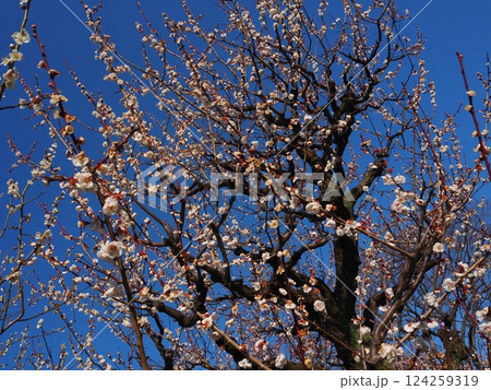 見上げた梅の木 124259319