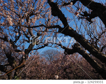 見上げた梅の木 見上げた梅の木 124259331