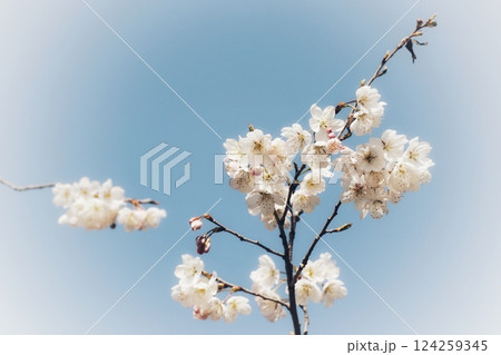 青空に映える桜 青空に映える桜 124259345