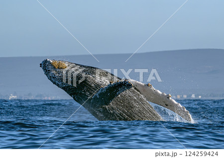humpback whale breaching in pacific ocean off the coast of todos santos baja california sur 124259424