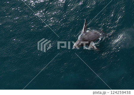 humpback whale mother and calf breaching mexico aerial view with drone humpback whale mother and calf breaching mexico aerial view with drone 124259438