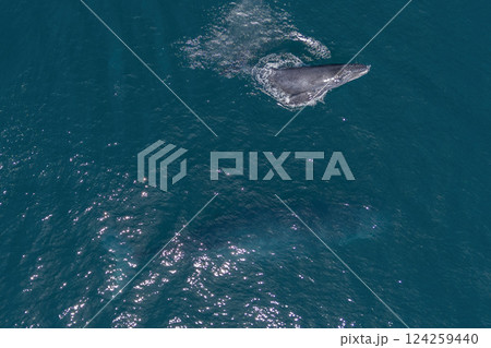humpback whale mother and calf breaching mexico aerial view with drone humpback whale mother and calf breaching mexico aerial view with drone 124259440