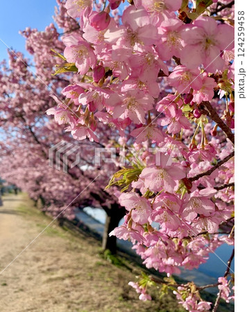 早春の青空に映える満開の河津桜と小道〈乙川竹橋下流左岸/愛知県岡崎市〉 124259458