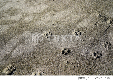 砂浜に残る犬の足跡 124259650