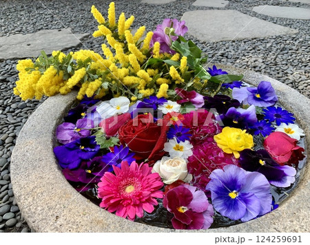 3月のカラフルな花手水(カーネーション・ミモザ・薔薇・ガーベラ・パンジー)〈菅生神社/愛知県岡崎市〉 3月のカラフルな花手水(カーネーション・ミモザ・薔薇・ガーベラ・パンジー)〈菅生神社/愛知県岡崎市〉 124259691