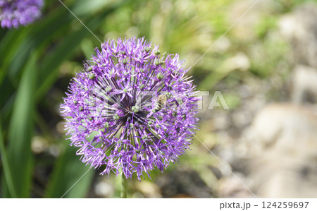 large round inflorescence with small purple flowers large round inflorescence with small purple flowers 124259697