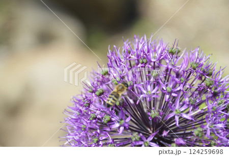 large round inflorescence with small purple flowers large round inflorescence with small purple flowers 124259698