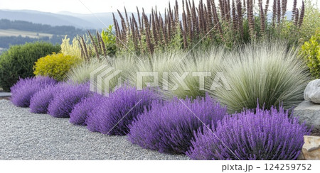 A vibrant garden border featuring lavender, ornamental grasses, and green shrubs. Gravel pathway adds texture and depth to a colorful landscape 124259752