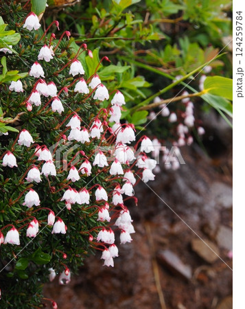 志賀高原・岩菅山のツガザクラ 志賀高原・岩菅山のツガザクラ 124259784