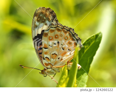 ツマグロヒョウモン ツマグロヒョウモン 124260122