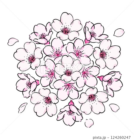 桜の花のボタニカルなイラスト 124260247