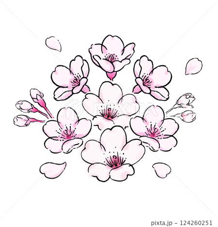 桜の花のボタニカルなイラスト 桜の花のボタニカルなイラスト 124260251