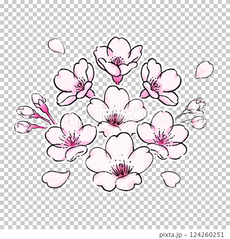 桜の花のボタニカルなイラスト 桜の花のボタニカルなイラスト 124260251